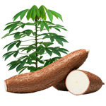 منتجات زراعية أخرى