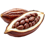 الكاكاو